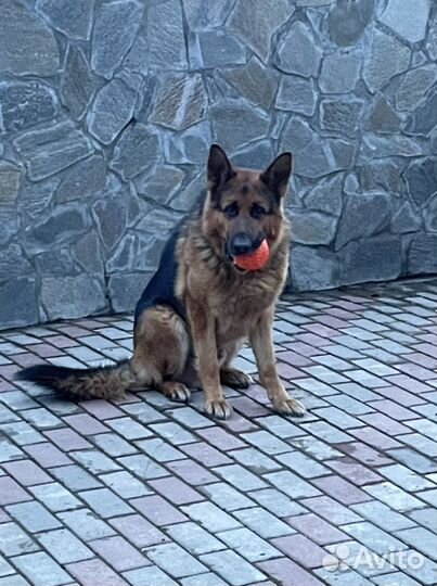 Вязка собак