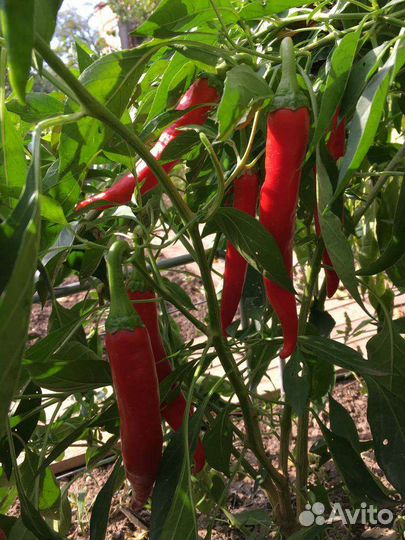 Перец горький красный