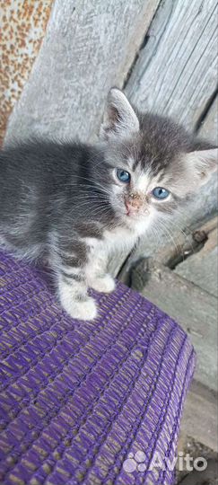 Котята в дар