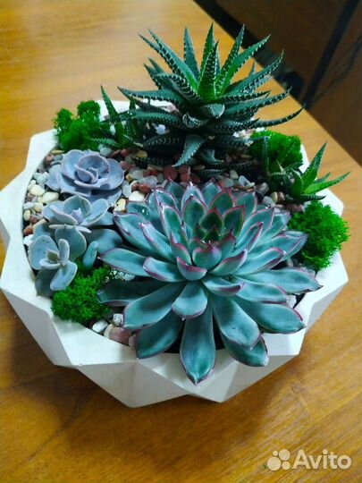 Суккуленты