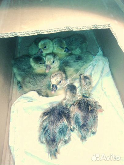 Гусята суточные, яйца гусиные