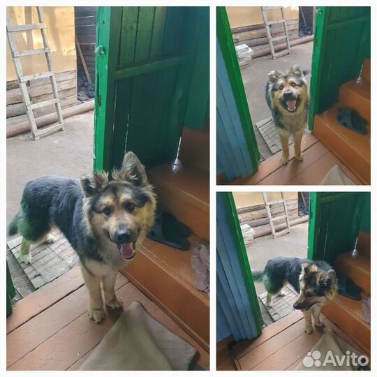 Собака в хорошие руки