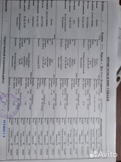 Продаются щенки рг от рабочих родителей