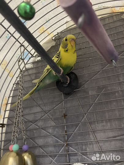 Попугай корелла с клеткой