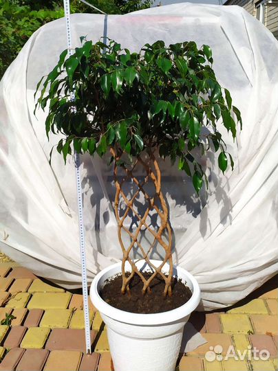 Фикус Бенджамина решетка