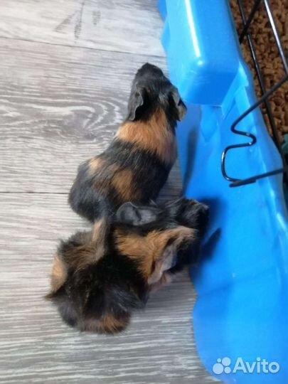 Морская свинка мальчик