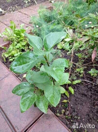 Цветы садовые