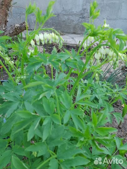 Дицентра разбитое сердце