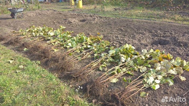 «Саженцы фундука»