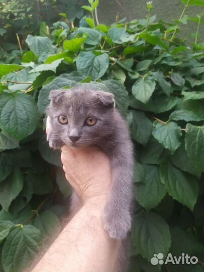 Домашние животные кошки