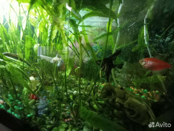 Аквариум