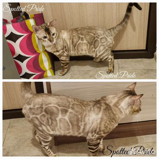 Элитные Бенгальские котята Снежный Линкс