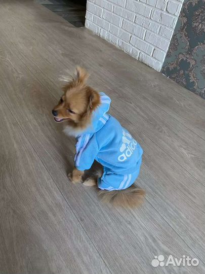 Комбинезон для собак