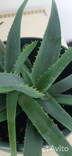 Алоэ вера лечебный 2хлетний
