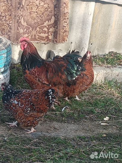 Куры орпингтон