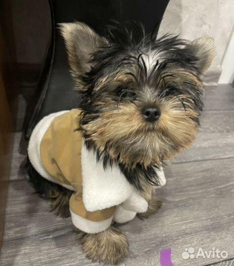 Комбинезон, дублёнка, обувь для маленькой собаки