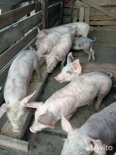 Поросята Терминал и кб