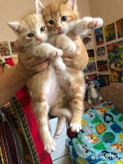 Котята в дар