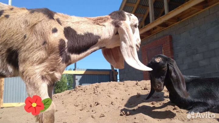 Нубийский козел