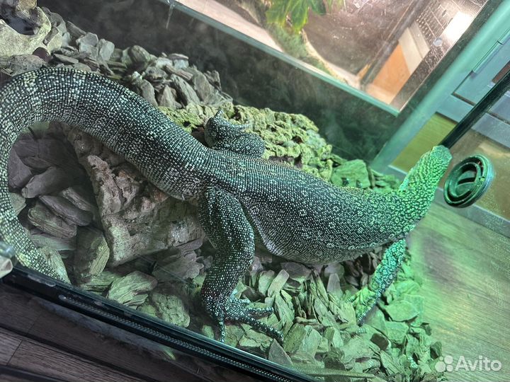 Ручная ящерица