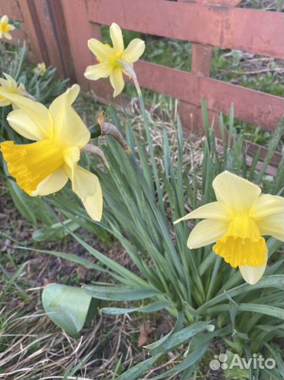 Луковица нарцисса