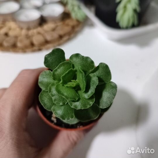 Суккуленты