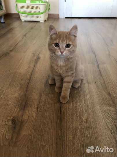 Персиковый котенок мальчик ищет дом