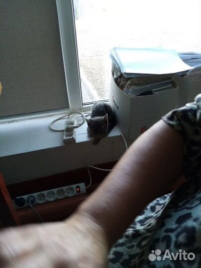 Котята в добрые руки мальчики