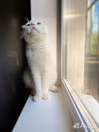 Вязка с британцем