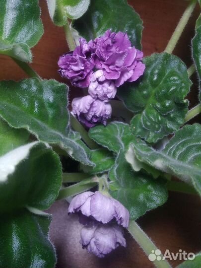 Гибискус, фиалка гибридная