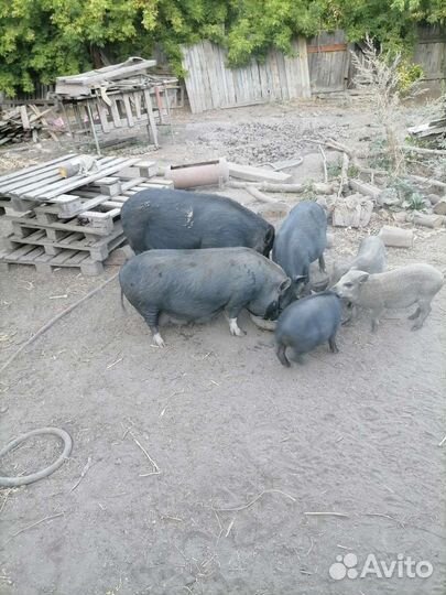 Вьетнамец+мангалица