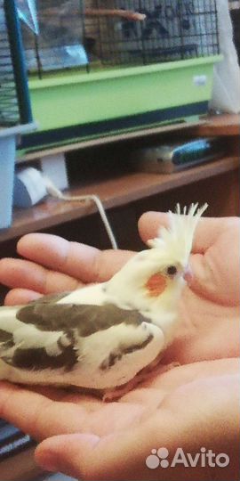 Попугай корелла птенец