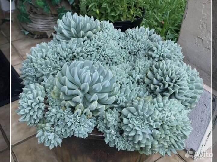 Эчеверия Топси Турви