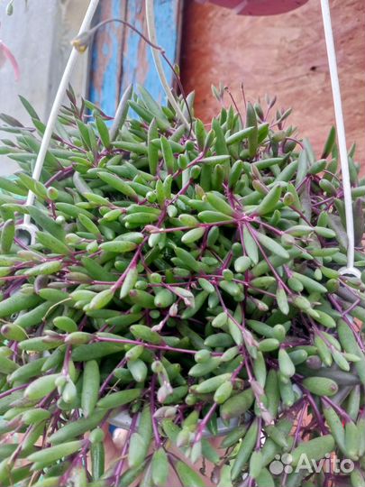 Крестовник