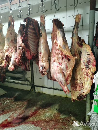 Готовый Бизнес Мясной Комбинат