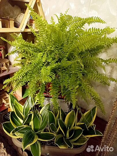 Папоротник домашний
