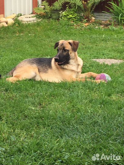 Щенок ищет дом