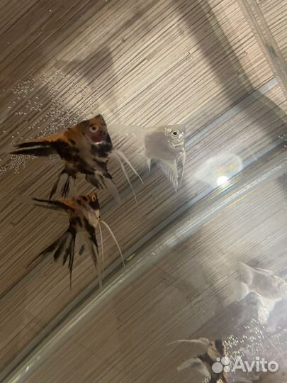 Обменяю рыбок