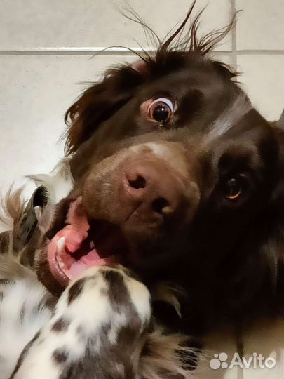 Русский спаниель