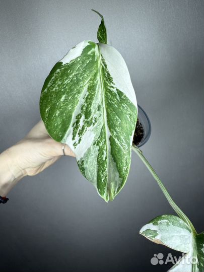 Монстера альба