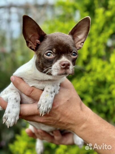 Чихуахуа красотка шоколад