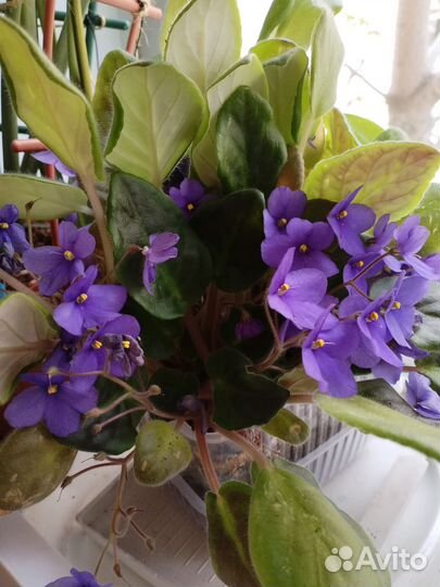 Фиалки цветущие в горшке