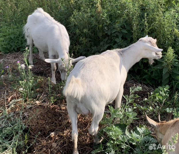 Козлики, козочки
