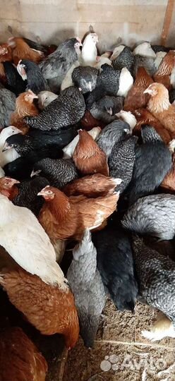 Куры Молодые Несушка