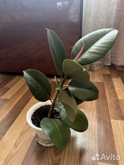 Фикус эластика