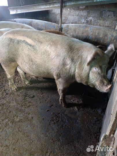 Хряк на племя