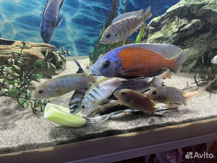 Аквариум с рыбками