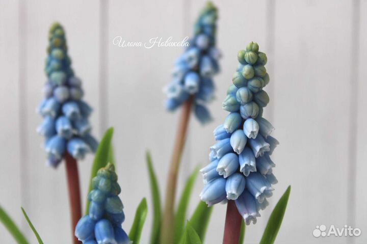 Мускарики цветы