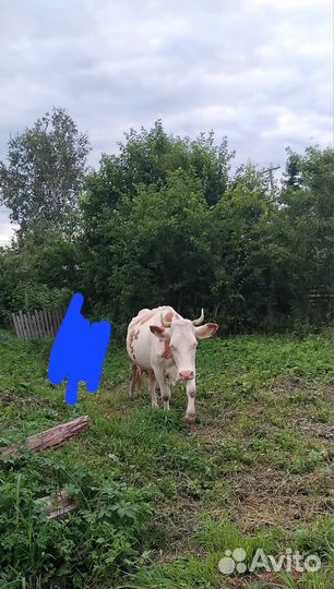 Корова дойная