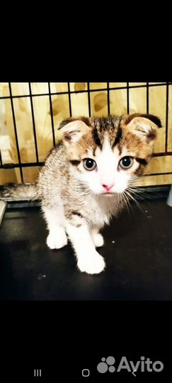 Большой выбор котят